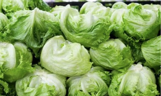 Xà lách Iceberg rất giàu kali và chứa các chất chống ôxy hóa giúp bảo vệ hệ tim mạch. Ảnh: GETTY IMAGES.