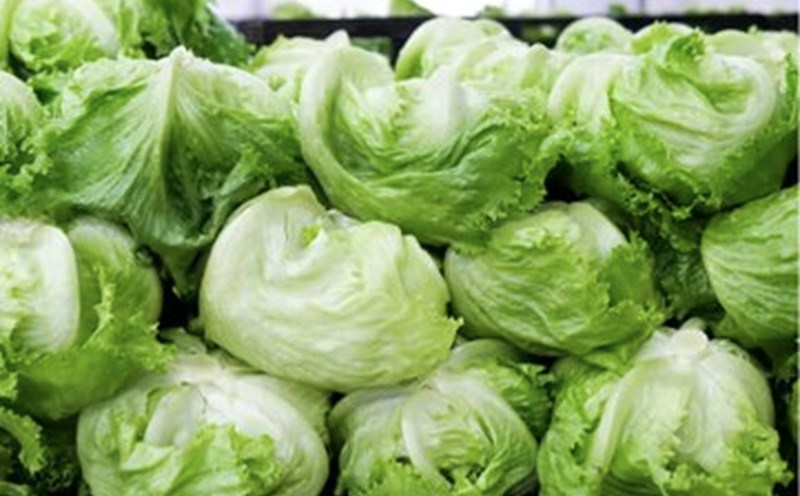 Iceberg lettuce is rich in potassium and contains antioxidants that help protect the cardiovascular system. Photo: GETTY IMAGES.