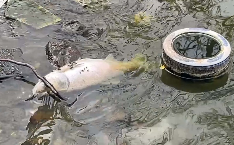 People are haunted by the strong stench of dead fish in West Lake. Photo by Huyen Trang