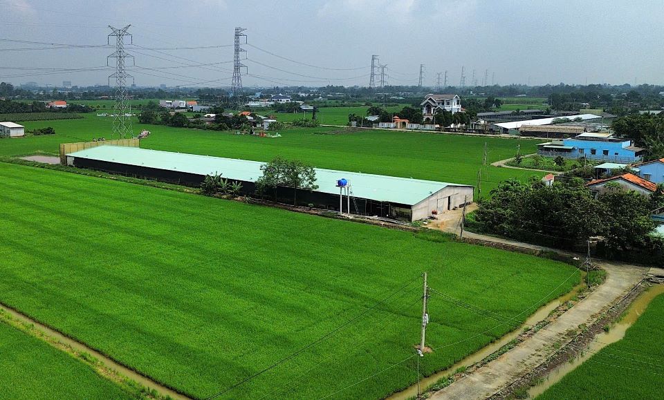 Toàn cảnh trang trại nuôi vịt xả thải gây ô nhiễm. Ảnh: An Long