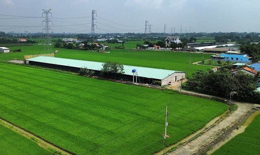 Toàn cảnh trang trại nuôi vịt xả thải gây ô nhiễm. Ảnh: An Long