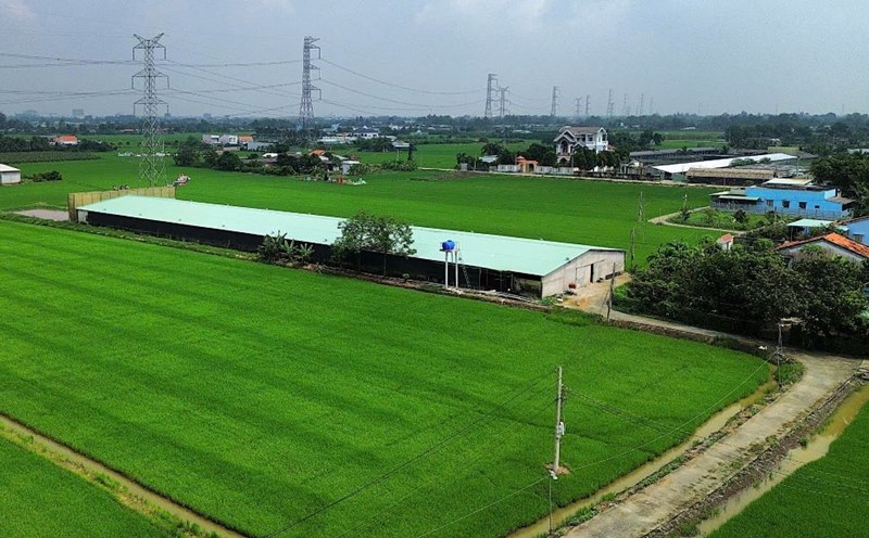 Toàn cảnh trang trại nuôi vịt xả thải gây ô nhiễm. Ảnh: An Long