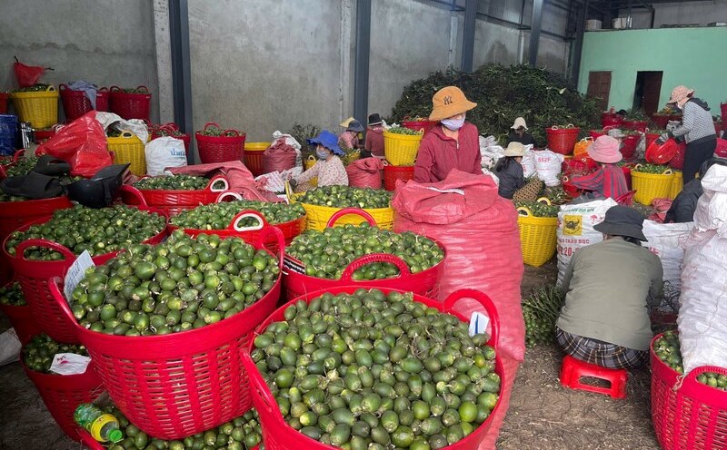 Các cơ sở sơ chế cau ở Quảng Ngãi đang tăng cường thu mua cau để xuất bán sang thị trường Trung Quốc. Ảnh: Viên Nguyễn