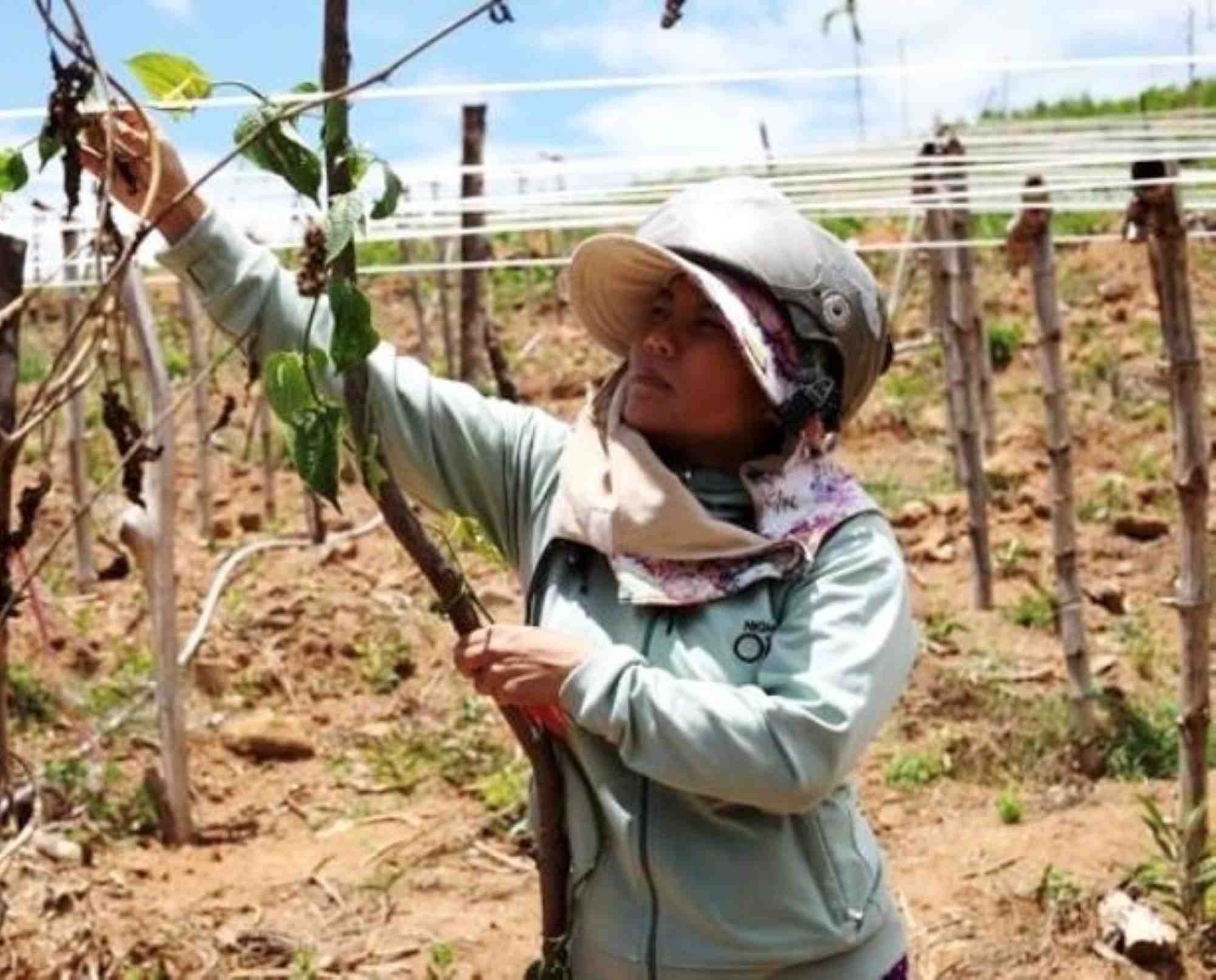 The Sachi growing model in Ba To district died en masse, the project's effectiveness was not as expected by the participants. Photo: Vien Nguyen