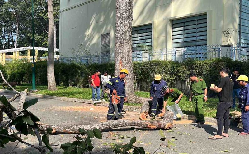 Scene of a broken tree branch in Tao Dan Park (HCMC) that killed two people in August 2024. Photo: Anh Tu