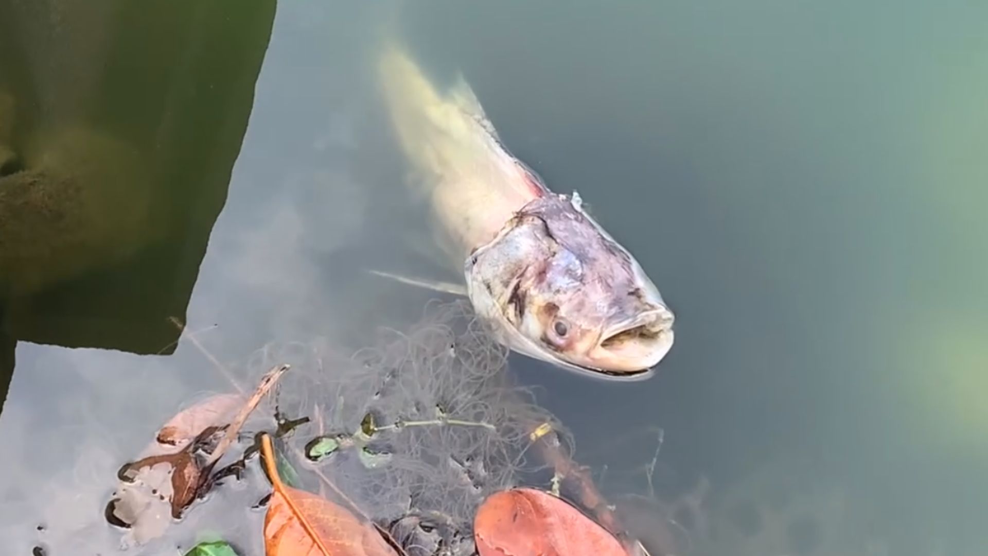 Cá chết bốc mùi hôi thối trôi dạt vào bờ. Ảnh: Hoàng Lộc