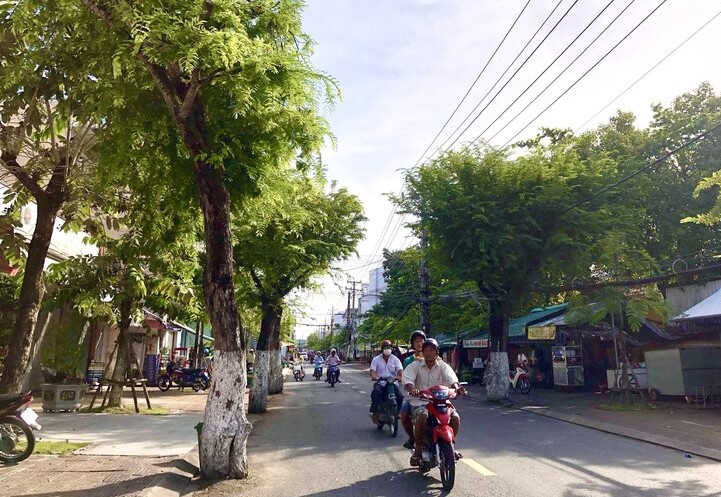 4 cây me có tuổi đời trên 100 năm trước khi được thống nhất đốn hạ. Ảnh: Nhật Hồ