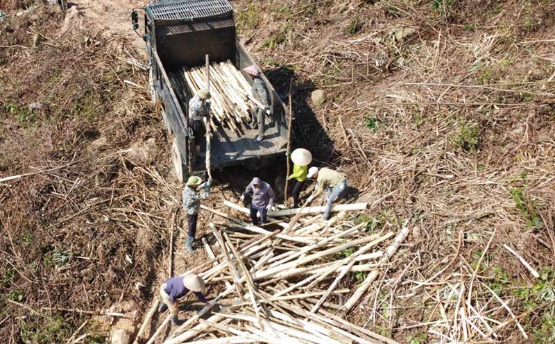 People collect acacia trees that have fallen due to storm Yagi in Ba Che district, Quang Ninh province. Photo: Doan Hung