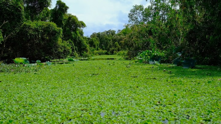 Chúng tôi đến Rừng Tràm Trà Sư - khu đất ngập nước được ví như “thiên đường xanh” của vùng Tứ giác Long Xuyên vào mùa nước nổi - thời điểm đặc trưng của miền sông nước Nam Bộ. 