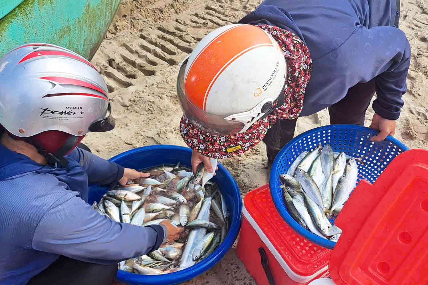 The fisherman of Xuan Yen commune has just landed and sold the fresh Silver Pomfret fish on the shore. Photo: Tran Tuan.