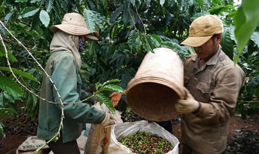 Giá cà phê hôm nay 17.10. Ảnh: Thanh Tuấn.