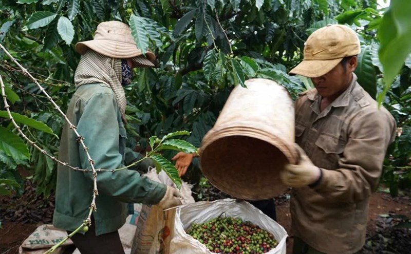 Coffee price today October 17. Photo: Thanh Tuan.