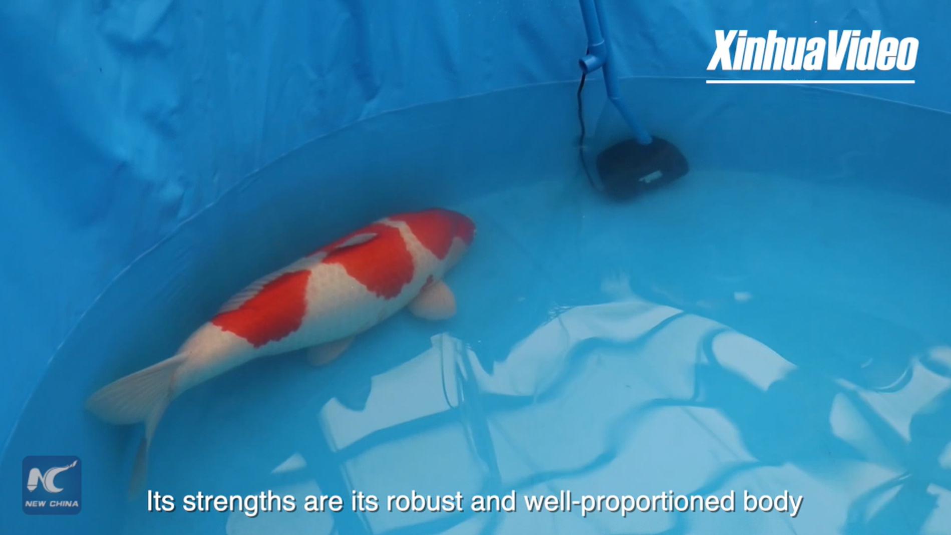 The koi fish won the top prize in the koi beauty contest in China. Photo: Xinhua