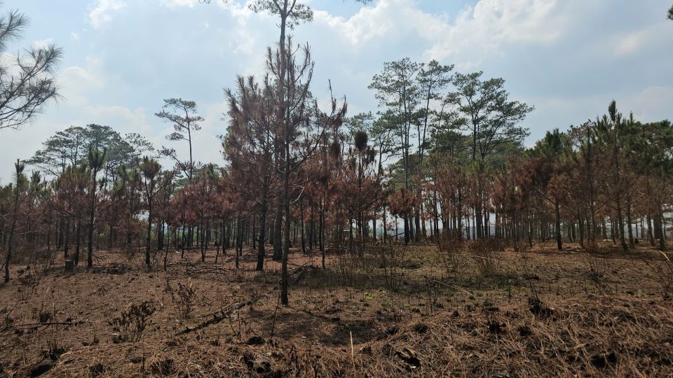 Dak Nong province has just directed functional units to develop plans to prevent forest fires during the dry season (In the photo is a forest fire location in Dak Nong). Photo: Bao Lam