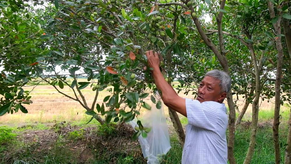 The old farmer is over 60 years old but still works enthusiastically and is a prestigious person among the Khmer people. Photo: Xuan Nhi