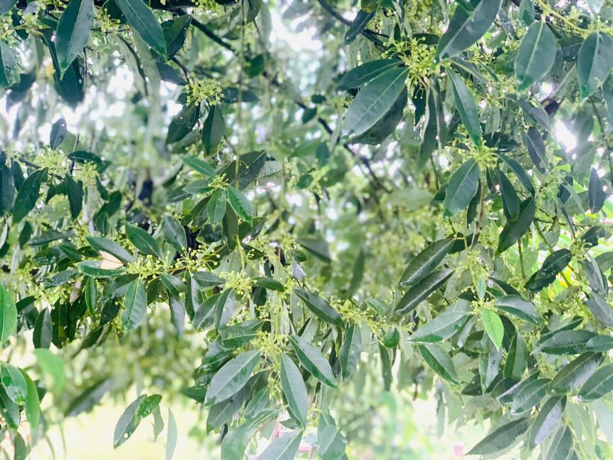 Wild pepper tree. Photo: Provided by the character