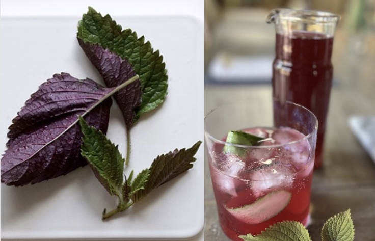 Perilla leaves: The secret to effectively reducing visceral fat. Graphics: Huong Giang