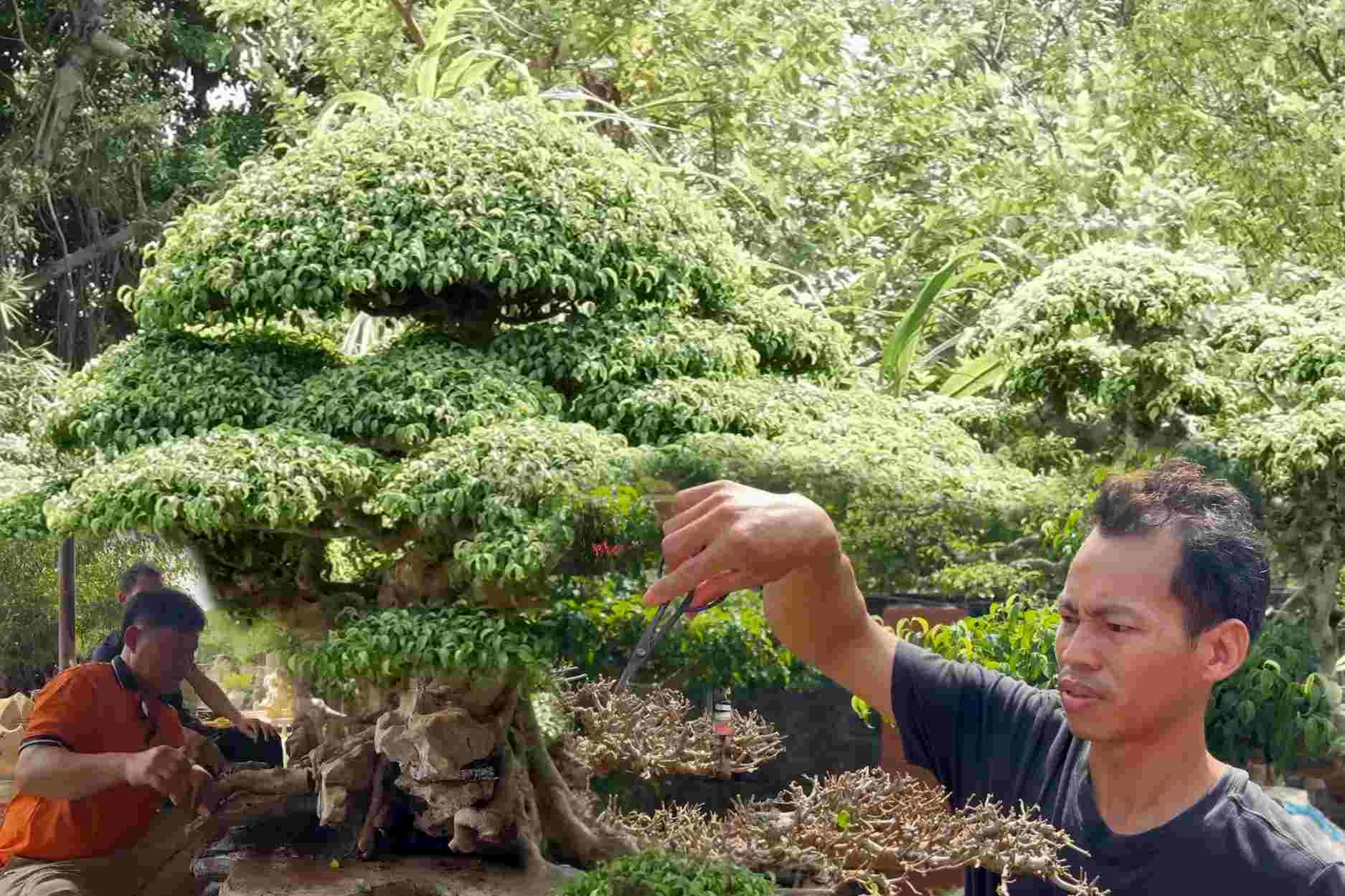 Thuong Tin experiences 1 hour as a bonsai artist. Photo: Huyen Trang