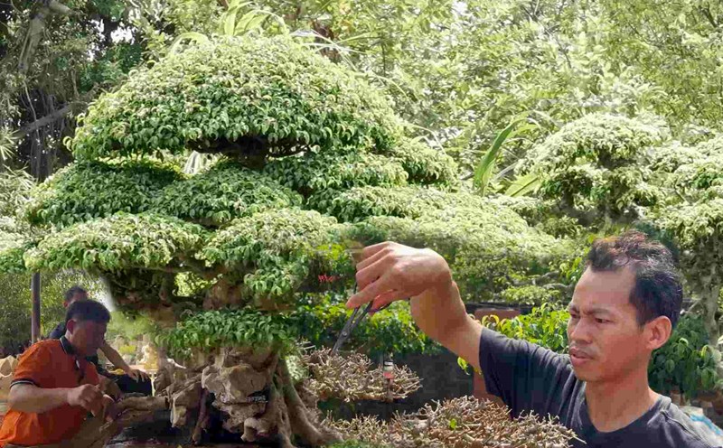 Thuong Tin experiences 1 hour as a bonsai artist. Photo: Huyen Trang