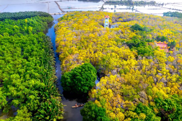 The leaf-changing season in Ru Cha creates a colorful natural picture, attracting tourists.