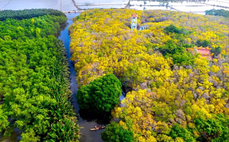 The leaf-changing season in Ru Cha creates a colorful natural picture, attracting tourists.
