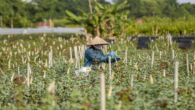 Sau bao so 3 nhieu vuon hoa bi hong nang, khong co hoa thu hoach vao dip . Anh: Hoang Loc