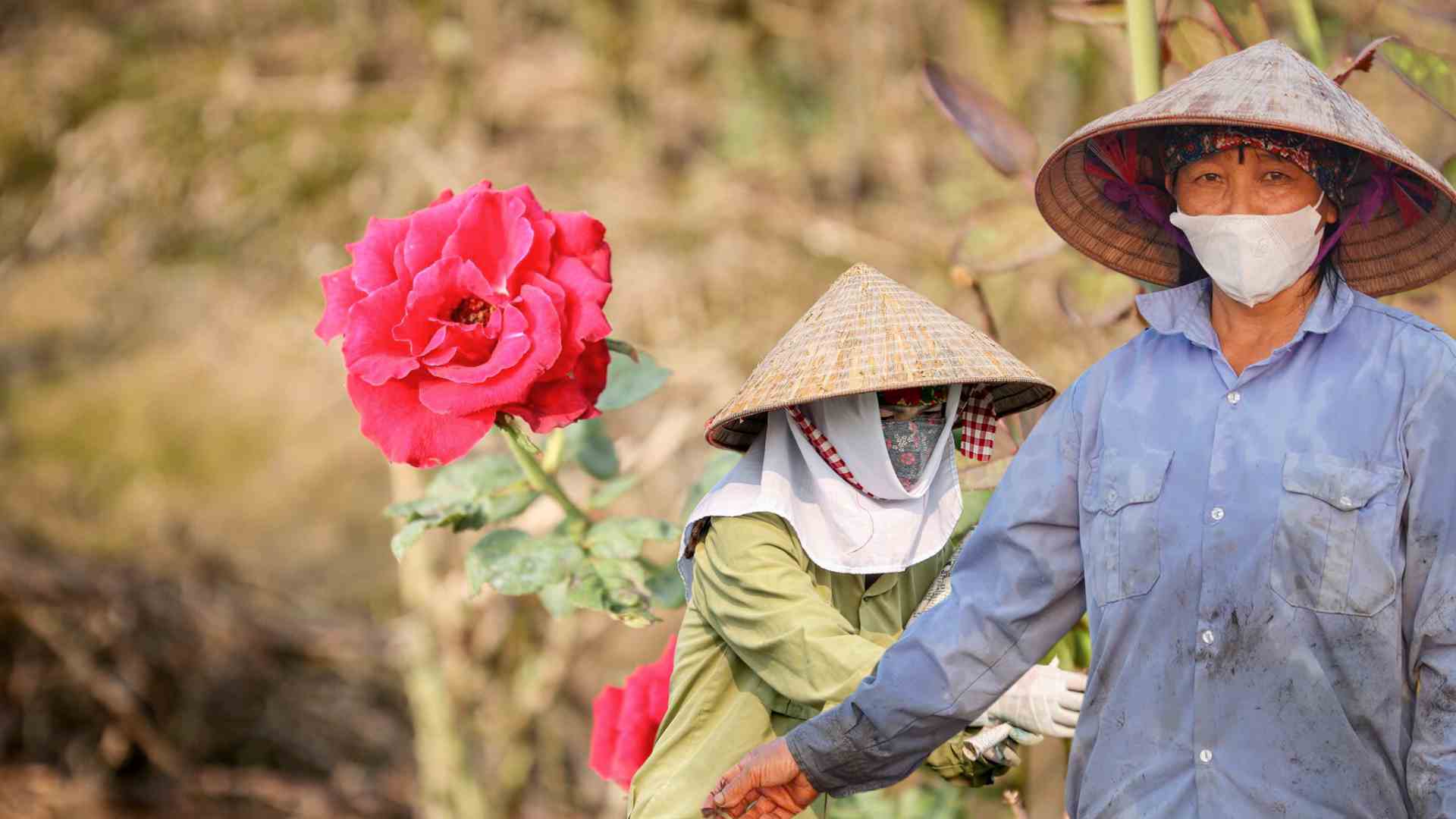 People are shocked by the almost total loss of flowers. Photo: Hoang Loc