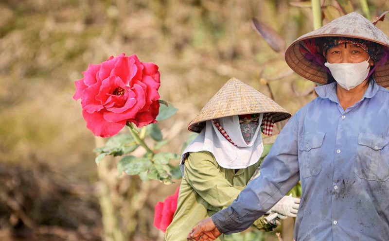 People are shocked by the almost total loss of flowers. Photo: Hoang Loc