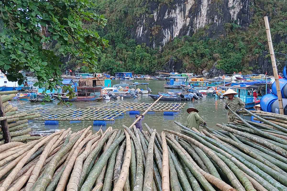 Cac vat lieu nhu tre, go da duoc cac ho nuoi trong thuy san tap ket o ben chuan bi cho nuoi trong thuy san tro lai. Anh: Nguyen Quy