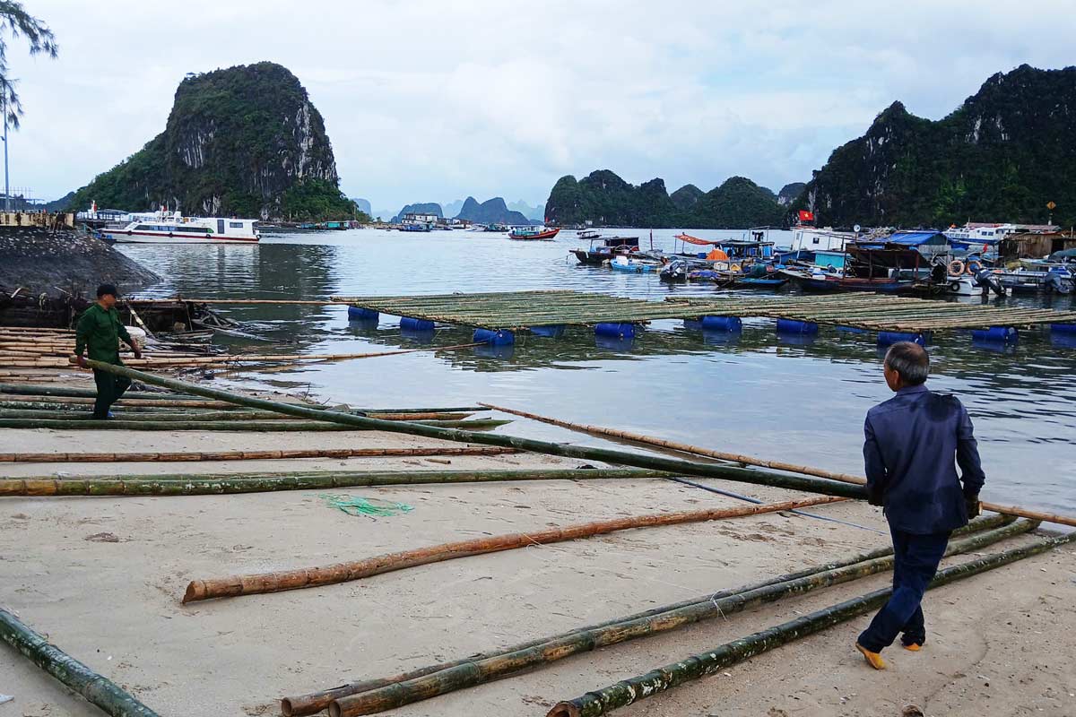 Aquaculture households in Cai Rong town, Van Don district, Quang Ninh province are assembling oyster farming platforms. Photo: Nguyen Quy