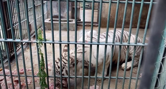 Một cá thể hổ tại Khu du lịch sinh thái Vườn Xoài. Ảnh: Nam Nguyễn