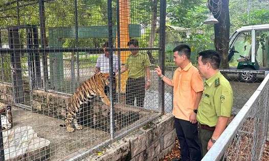Cơ quan chức năng kiểm tra hổ Bengal tại Khu du lịch Vườn Xoài. Ảnh tư liệu: HAC