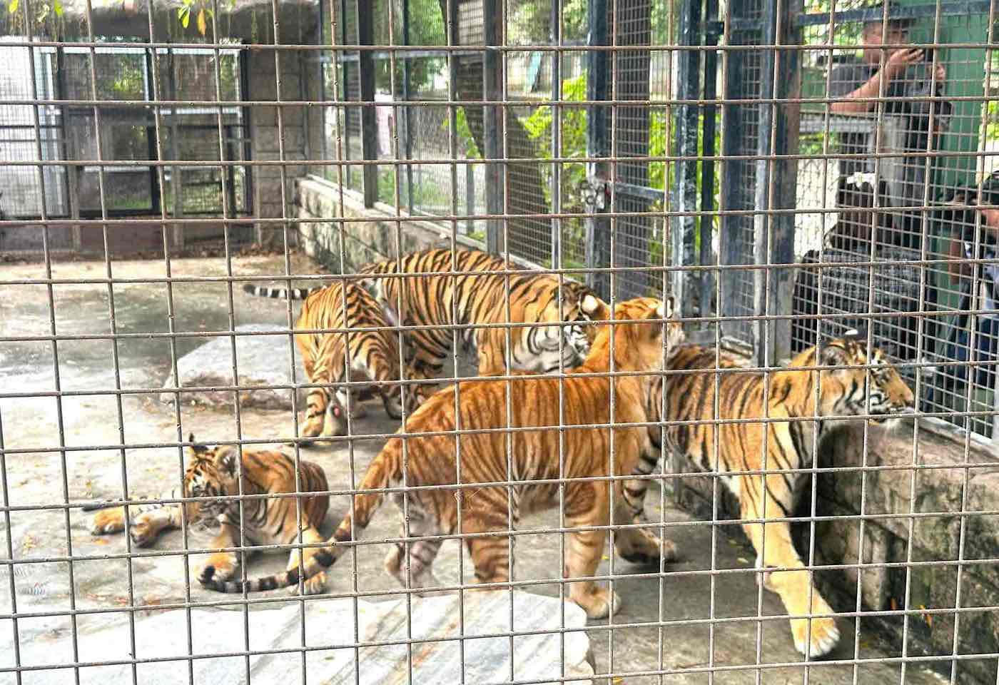 Ho Bengal tai Khu du lich Vuon Xoai. Anh tu lieu: HAC