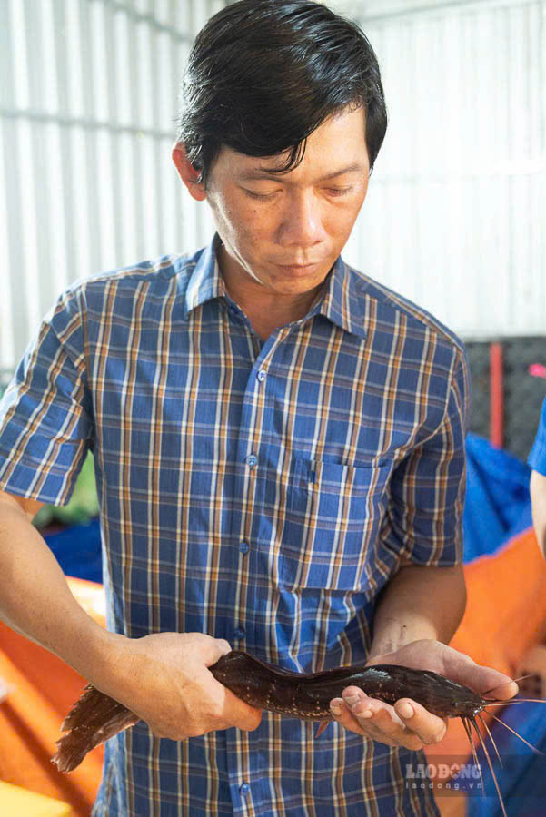 Ca chinh suoi Phu Quoc co rau dai, dau dep giong ca tre nhung than dai va co bong, khong giong nhu nhung loai ca chinh gen bong nhu o dat lien. Day la loai ca nuoc ngot, chat luong thit ca thom, ngon va dai. 