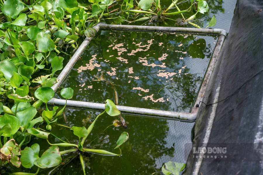 Ky thuat ao nuoi lot bat, luong thuc an dieu chinh phu hop theo tinh trang bat moi va thoi tiet. Thuc an du thua duoc loai bo nham han che su o nhiem moi truong nuoc be uong. He thong xa tran o cuoi be giup dieu chinh luong nuoc phu hop, thuan tien hon. 