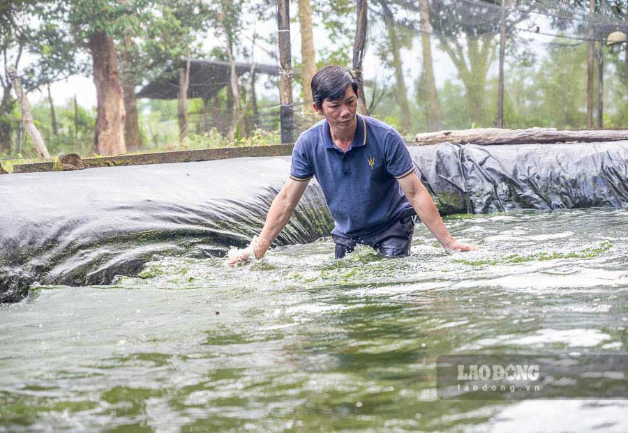 Nam 2013, anh Le Chi Tan ben duyen voi nghe nuoi ca chinh suoi qua mot nguoi ban dong nghiep. Thoi gian dau gap nhieu kho khan nhung cuoi cung cung xuat duoc 17.000 con giong. “Moi nam co 1 dot tao giong, tu thang 5 den thang 8 am lich la mua sinh san cua loai ca nay. Viec cham soc kha la cong phu, doi hoi xuyen suot, ky luong va phai am hieu, chu y nhieu yeu to ve nuoc, ve benh”, anh Tan cho hay.