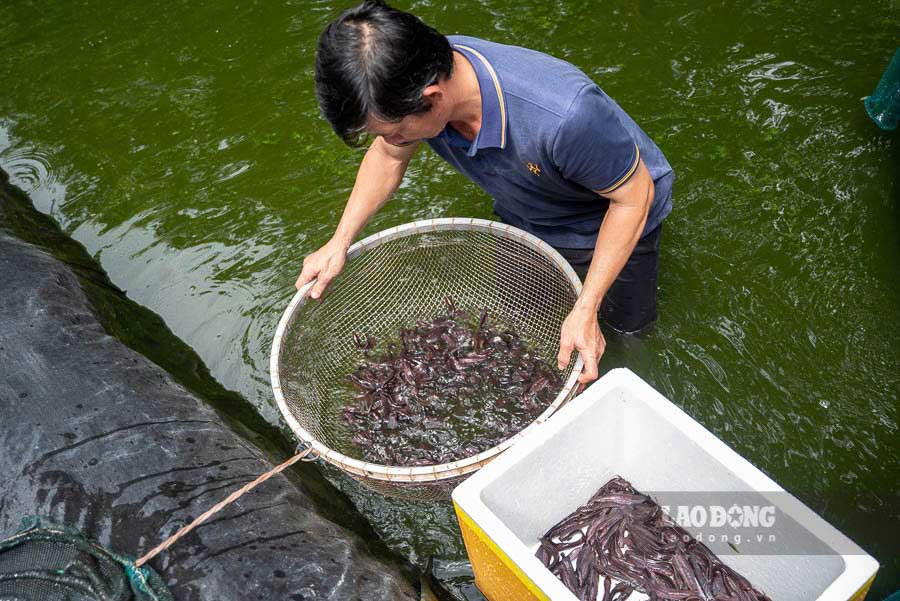 Trai ca chinh suoi cua anh Le Chi Tan ngu xa Cua Duong, TP Phu Quoc (Kien Giang) moi nam xuat ban binh quan khoang 30.000 con giong, cao diem co khi hon 50.000 con. 