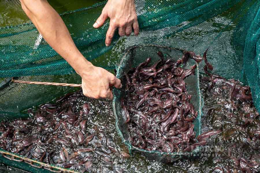 Thoi gian tu luc cho de den khi xuat duoc con giong la khoang 3 thang, khi do ca se dat kich co tu 8 – 10cm dat chuan xuat ban. “Con giong giai doan tu 4 – 5cm la giai doan ca de mac benh nhat nen thoi diem do toi phai quan sat hang ngay nhat la vao sang som de co the phat hien benh va xu ly ngay neu co”, anh Tan chia se.