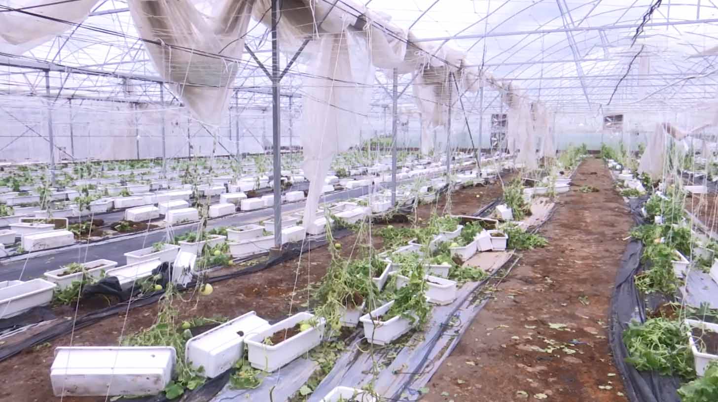 Nhà màng HTX Xuân Mai (Gia Bình, Bắc Ninh) vẫn đang quá trình khôi phục sản xuất sau bão số 3. Ảnh: Vân Trường