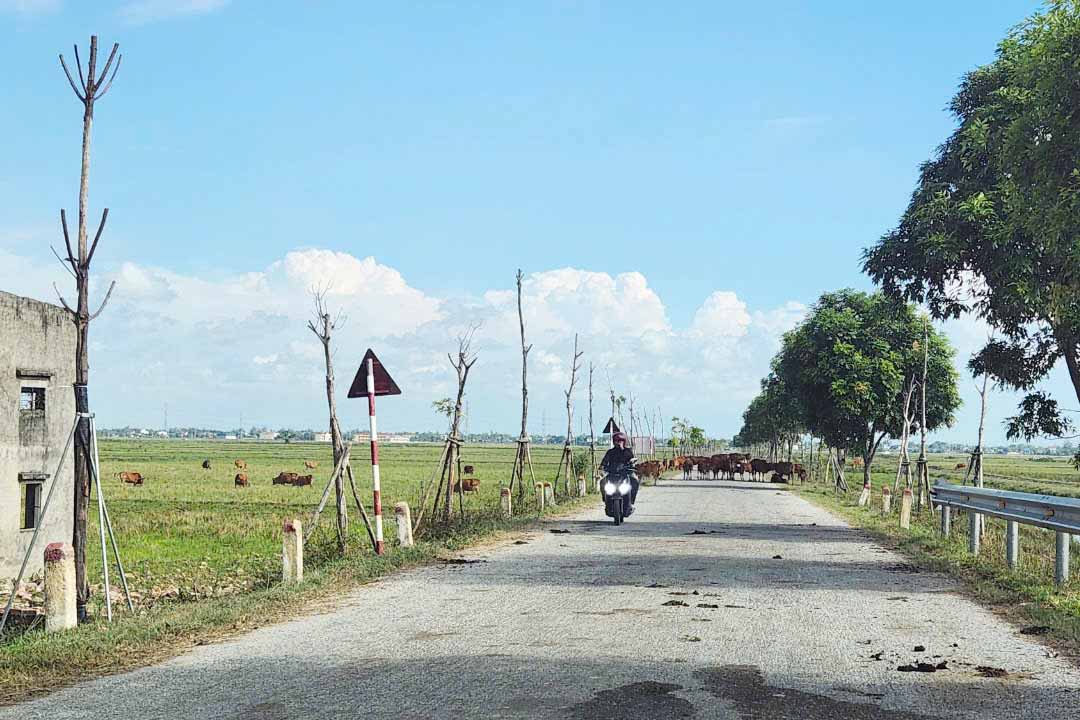 Hàng cây xanh chết khô sau khi trồng ở xã Cẩm Hưng. Ảnh: Trần Tuấn