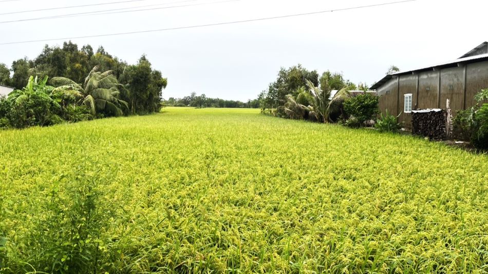 Nganh nong nghiep tinh Hau Giang khuyen cao nong dan can gia co bo bao de han che thiet hai do trieu truong. Anh: Bich Ngoc. 