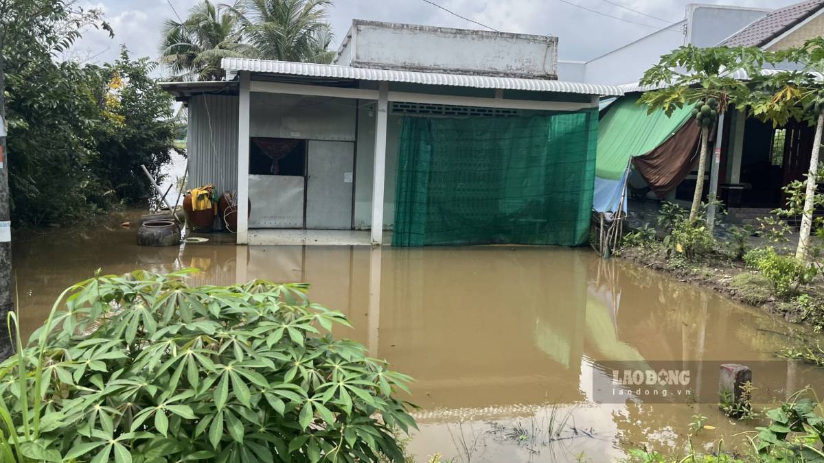 Nuoc lu dang cao khien ngap lut khu vuc nha dan. Anh: Bich Ngoc.