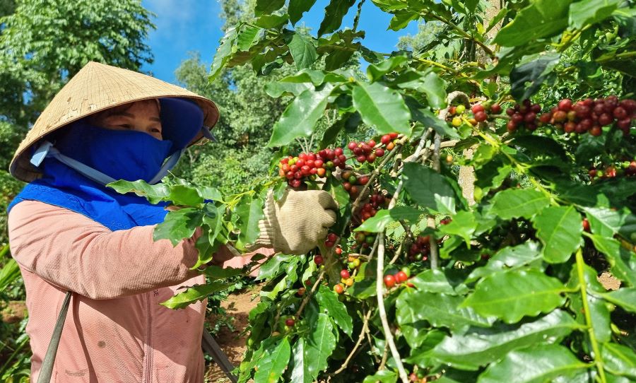 Ms. Nguyen Thi Ha (residing in Hiep Hoa village, Tan Lien commune, Huong Hoa district) harvests coffee. Photo: Hung Tho.