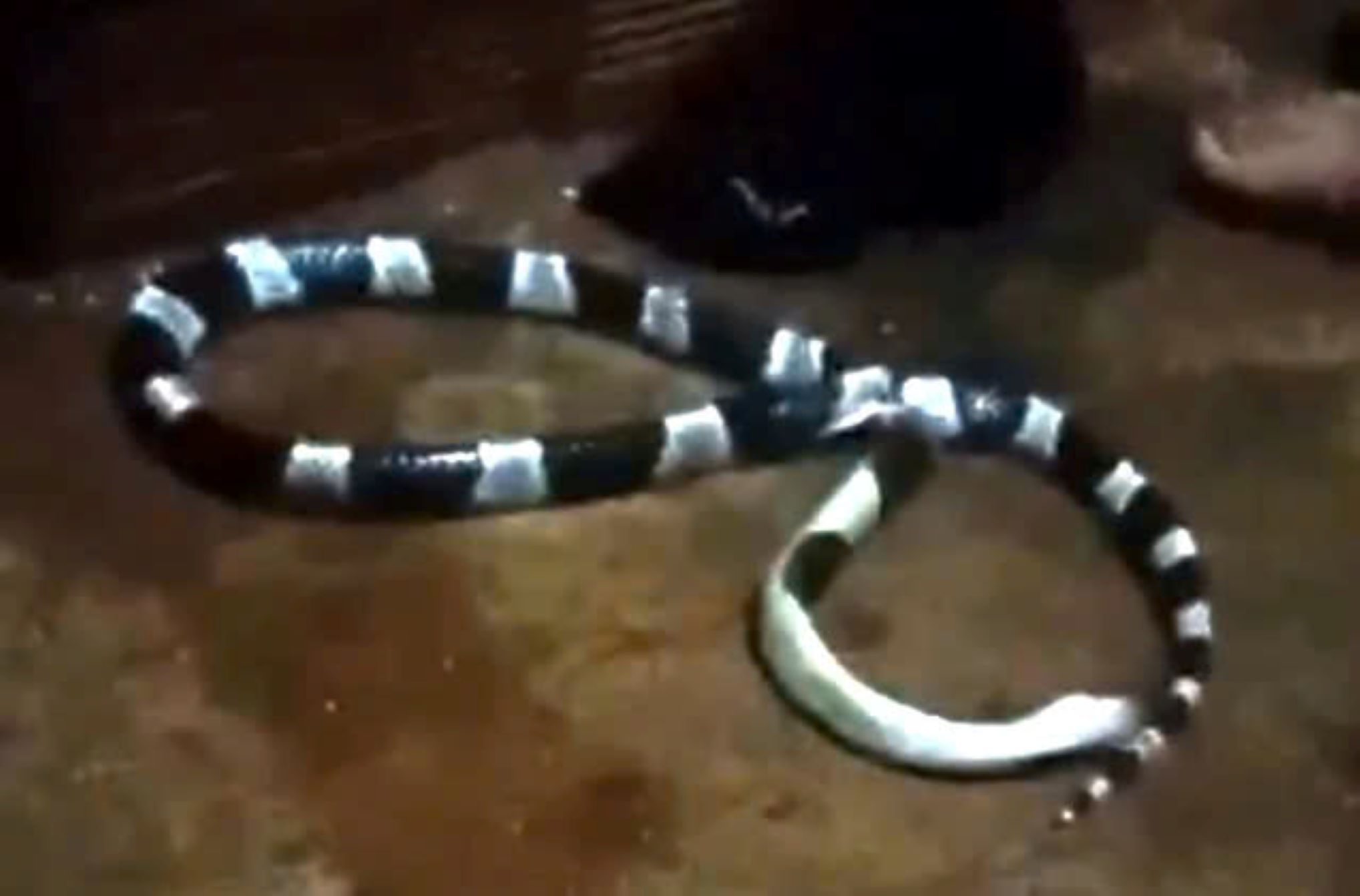 The snake bit Mr. K to death. Photo: Thanh Quynh