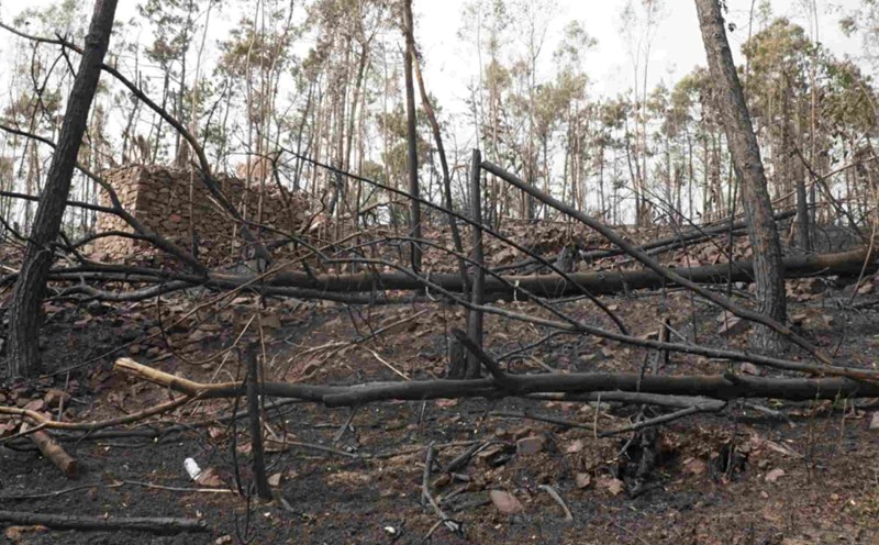 Scene after the fire at Son Dao mountain, Thuy Nguyen district, Hai Phong city. Photo: Cong Hoa
