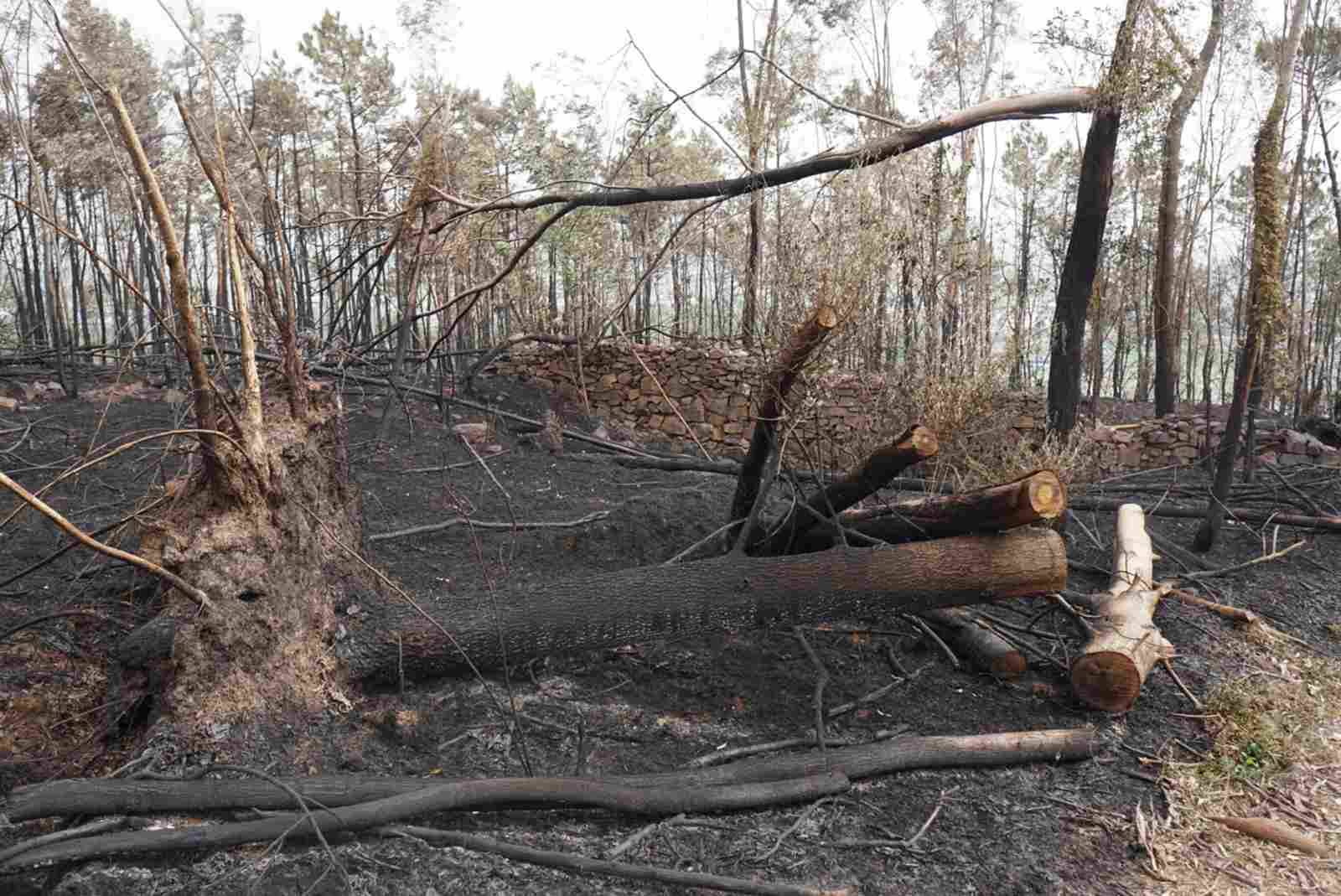 Dam chay tren nui Son Dao da duoc dap tat hoan toan. Anh: Cong Hoa