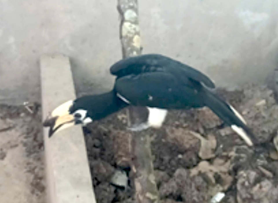 The sandpiper was handed over by a local resident. Photo: Hau Giang Police