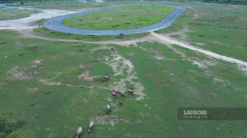 With few sporting activities organized, Lao Cai province's stadium has become a pasture for people to graze buffalo. Photo: Dinh Dai