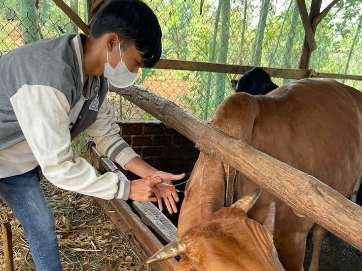 Through vocational training courses, many people in Dak Song district have gained skills in animal husbandry and household economic development. Photo: Bao Trung