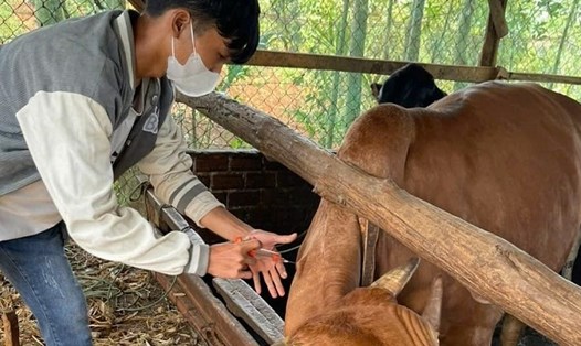 Thông qua các lớp đào tạo nghề, nhiều người dân ở huyện Đắk Song đã có kỹ năng chăn nuôi, phát triển kinh tế hộ gia đình. Ảnh: Bảo Trung